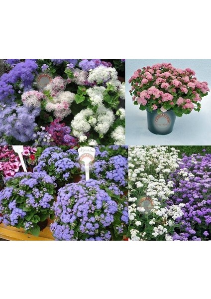 Ageratum Tohumu Vapur Dumanı Top Çiçekli Tüm Renkler Karışımı