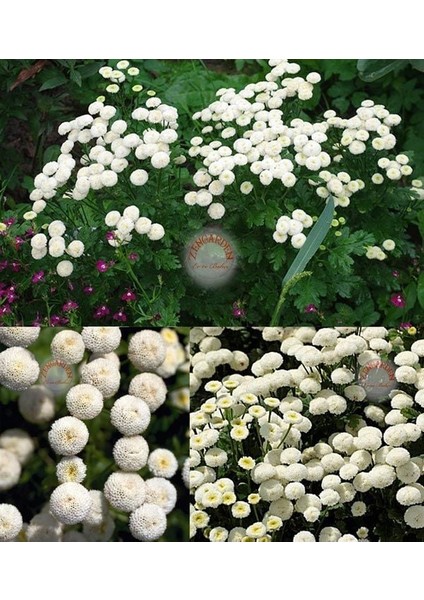 Kasımpatı Tohumu Krizantem Beyaz Kartopu Chrysanthemum
