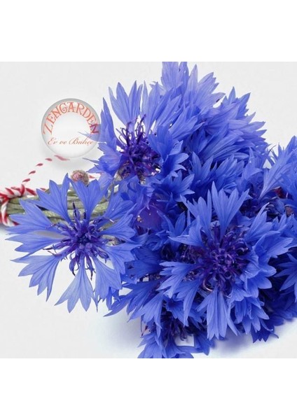 Mavi Peygamber Çiçeği Tohumu Centaurea Cyanus Cornflower