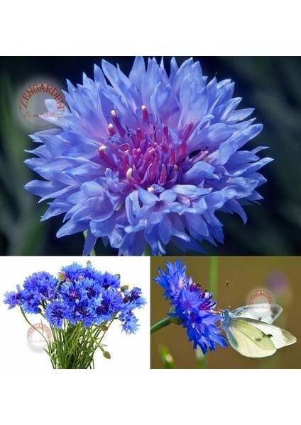 Mavi Peygamber Çiçeği Tohumu Centaurea Cyanus Cornflower