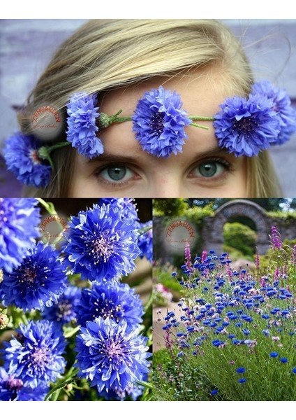 Mavi Peygamber Çiçeği Tohumu Centaurea Cyanus Cornflower