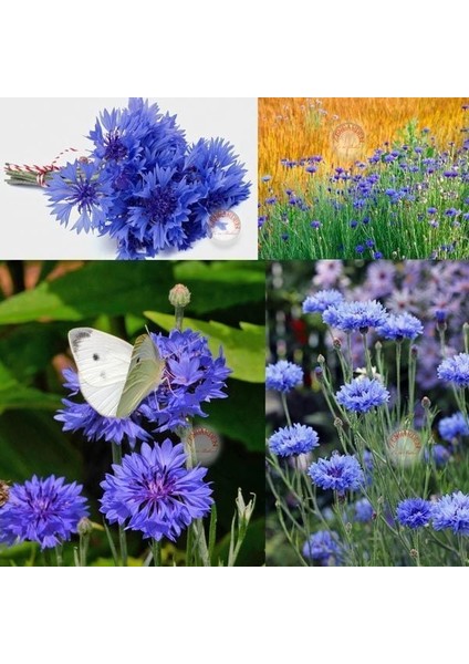 Mavi Peygamber Çiçeği Tohumu Centaurea Cyanus Cornflower