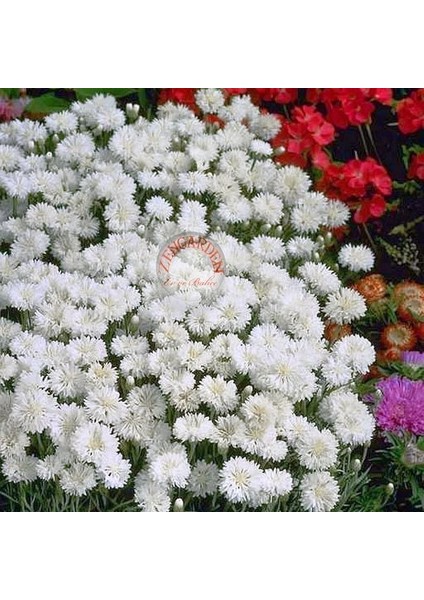 Beyaz Peygamber Çiçeği Tohumu Centaurea Cyanus Cornflower