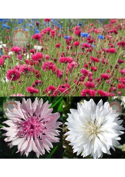 Romantik Peygamber Çiçeği Tohumu Karışımı Centaurea Cyanus Cornflower