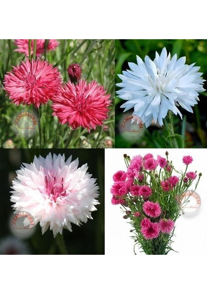 Romantik Peygamber Çiçeği Tohumu Karışımı Centaurea Cyanus Cornflower