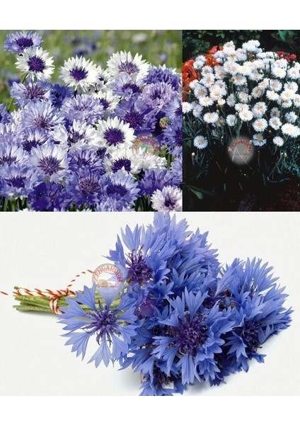 Mavi Beyaz Peygamber Çiçeği Tohumu Karışımı Centaurea Cyanus Cornflower