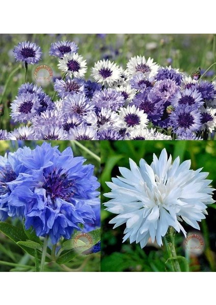 Mavi Beyaz Peygamber Çiçeği Tohumu Karışımı Centaurea Cyanus Cornflower