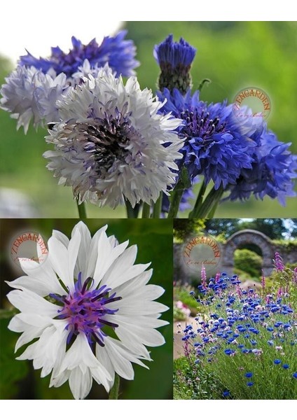 Mavi Beyaz Peygamber Çiçeği Tohumu Karışımı Centaurea Cyanus Cornflower