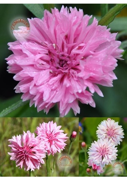 Pembe Peygamber Çiçeği Tohumu Centaurea Cyanus Cornflower modelleri