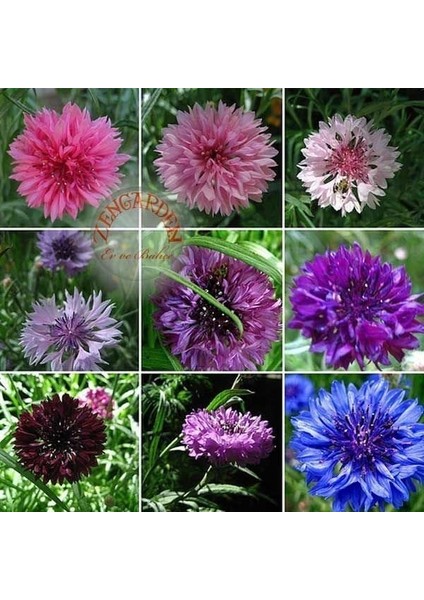 Peygamber Çiçeği Tohumu Centaurea Cyanus Cornflower