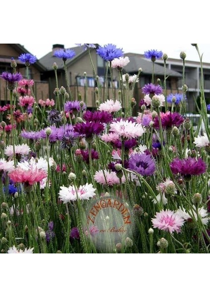 Peygamber Çiçeği Tohumu Centaurea Cyanus Cornflower