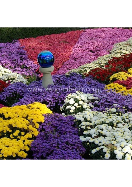 Bodur Kasımpatı Tohumu Krizantem Mum Chrysanthemum Morifolium