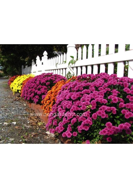 Bodur Kasımpatı Tohumu Krizantem Mum Chrysanthemum Morifolium fiyatları