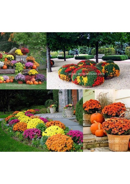 Bodur Kasımpatı Tohumu Krizantem Mum Chrysanthemum Morifolium modelleri