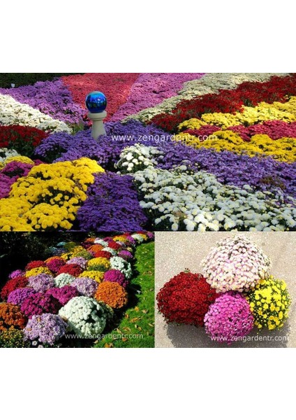 Bodur Kasımpatı Tohumu Krizantem Mum Chrysanthemum Morifolium fırsatları