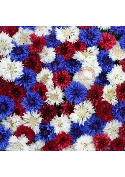 Peygamber Çiçeği Tohumu Karışımı Centaurea Cyanus Cornflower