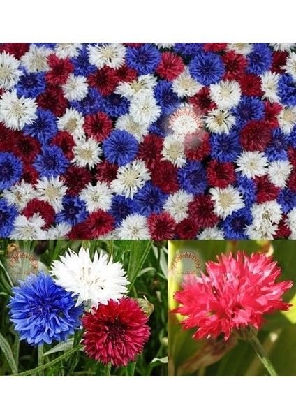 Peygamber Çiçeği Tohumu Karışımı Centaurea Cyanus Cornflower