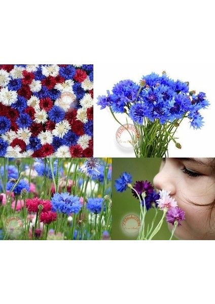 Peygamber Çiçeği Tohumu Karışımı Centaurea Cyanus Cornflower