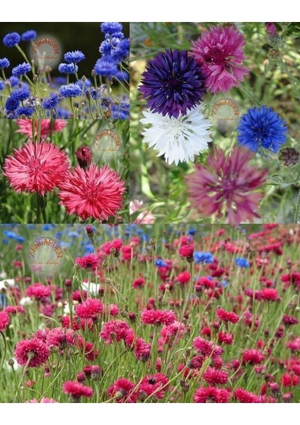 Peygamber Çiçeği Tohumu Karışımı Centaurea Cyanus Cornflower