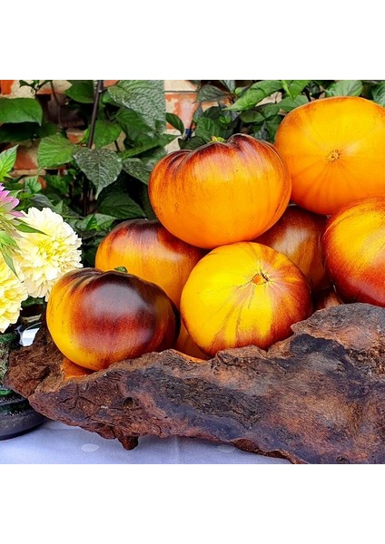 Iri Etli Meyveli Wolverine Domates Tohumu (15 Tohum)