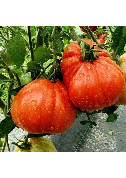 Rote Pear Etli Armut Domates Tohumu (15 Tohum)