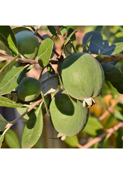 Tüplü Kaymak Ağacı Feijoa Fidanı (9 Luk Saksıda 10 Adet)