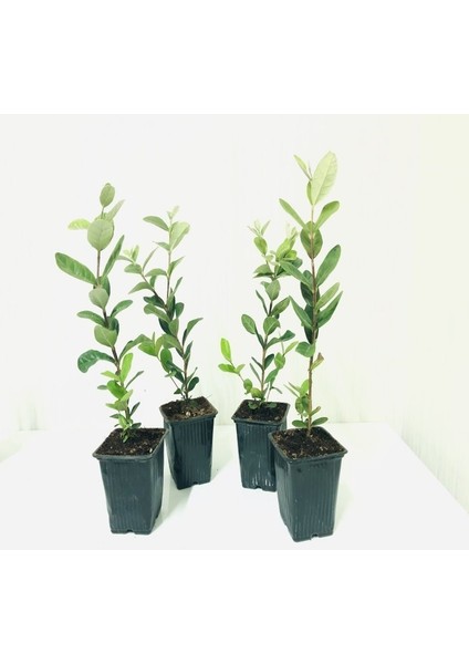 Tüplü Kaymak Ağacı Feijoa Fidanı (9 Luk Saksıda 10 Adet) fırsatları