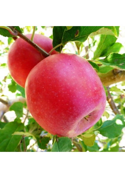 Tüplü Yarıbodur Rose Glow Elma Fidanı