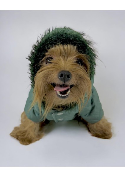 Green Comfy Köpek Montu Köpek Ceketi Köpek Dış Giyim