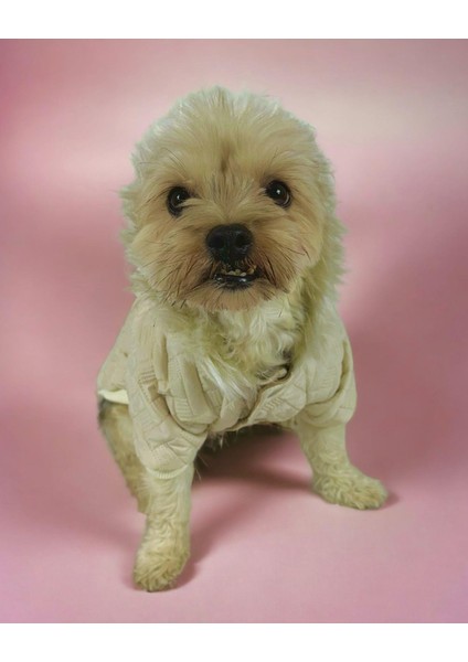 Cream Comfie Köpek Montu Köpek Ceketi Köpek Dış Giyim