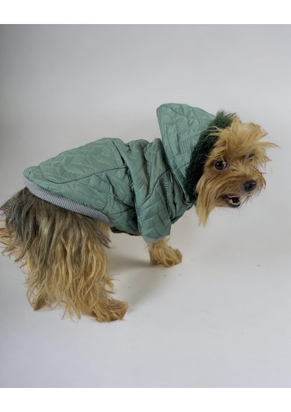 Green Comfy Köpek Montu Köpek Ceketi Köpek Dış Giyim