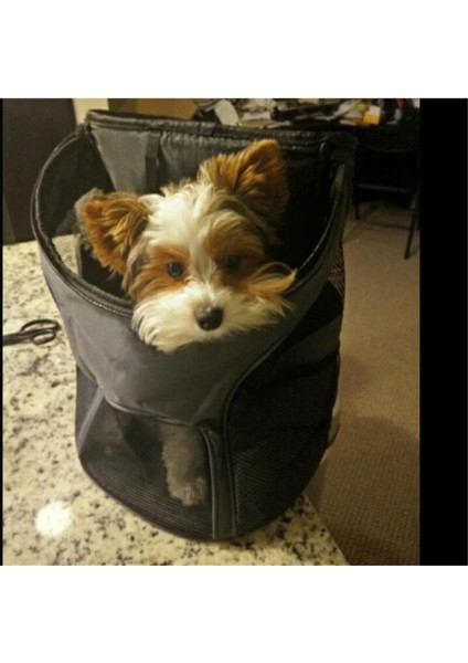 Kırmızı Evcil Hayvan Taşıma Çantası Kedi Sırt Çantası Taşınabilir Katlanabilir Nefes Orta Kedi Köpek Sırt Çantaları Açık Ön Çanta Örgü Sırt Çantası (Yurt Dışından) indirimleri