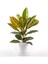 Croton Petra - Kraton Bitkisi Ruby Beyaz Saksılı 40-50 cm 1
