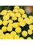 Krizantem Tohumu Kasımpatı Sarı Golden Ball Chrysanthemum Parthenium 1