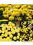 Krizantem Tohumu Kasımpatı Sarı Golden Ball Chrysanthemum Parthenium 2