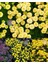 Krizantem Tohumu Kasımpatı Sarı Golden Ball Chrysanthemum Parthenium 4