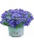 Ageratum Tohumu Mavi Vapur Dumanı Blue Mink 1