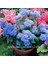 Ageratum Tohumu Mavi Vapur Dumanı Blue Mink 2