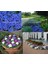 Ageratum Tohumu Mavi Vapur Dumanı Blue Mink 3
