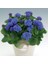Ageratum Tohumu Mavi Vapur Dumanı Blue Mink 4