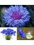 Mavi Peygamber Çiçeği Tohumu Centaurea Cyanus Cornflower 2