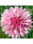 Pembe Peygamber Çiçeği Tohumu Centaurea Cyanus Cornflower 1