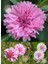Pembe Peygamber Çiçeği Tohumu Centaurea Cyanus Cornflower 3