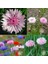 Pembe Peygamber Çiçeği Tohumu Centaurea Cyanus Cornflower 4
