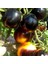 Bosque Bumblebee Cherry Domates Tohumu (15 Tohum) 2