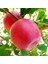 Tüplü Yarıbodur Rose Glow Elma Fidanı 2