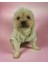 Cream Comfie Köpek Montu Köpek Ceketi Köpek Dış Giyim 3