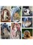 Koyu Göl Mavisi Nefes Alabilir Kedi Taşıma Çantaları Evcil Hayvan Taşıyıcıları Küçük Köpek Kedi Sırt Çantası Oxford Kumaş Akrilik Seyahat Uzay Kapsülü Kafesi 6.5 kg Yük Taşıma (Yurt Dışından) 4
