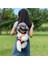 S8 Pet Sırt Çantası Xl 6.5kg Pet Kedi Sırt Çantası Taşıyıcı Ayarlanabilir Pet Taşıma Çantası Chihuahua Pug Küçük Köpekler Için Açık Seyahat Omuz Çantaları Kesesi Sohbet Chien (Yurt Dışından) 4