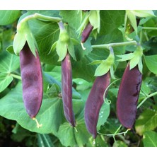 Zengarden Şiraz Siyah Bezelye Tohumu Shiraz Snow Pea Purple Mangetout